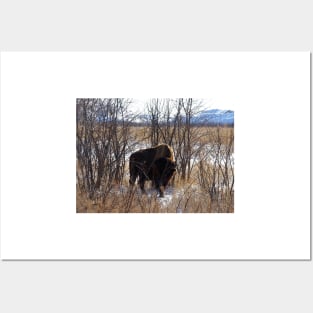 Colorado Buffalo Posters and Art